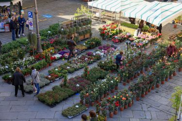 Bancarel-Fiore-Eventi-Tradizioni-Pontremoli-Lunigiana10