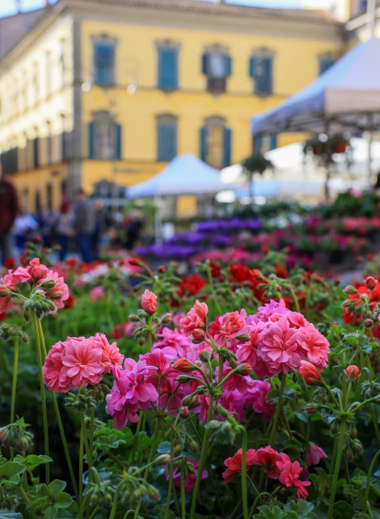 Bancarel-Fiore-Eventi-Tradizioni-Pontremoli-Lunigiana4