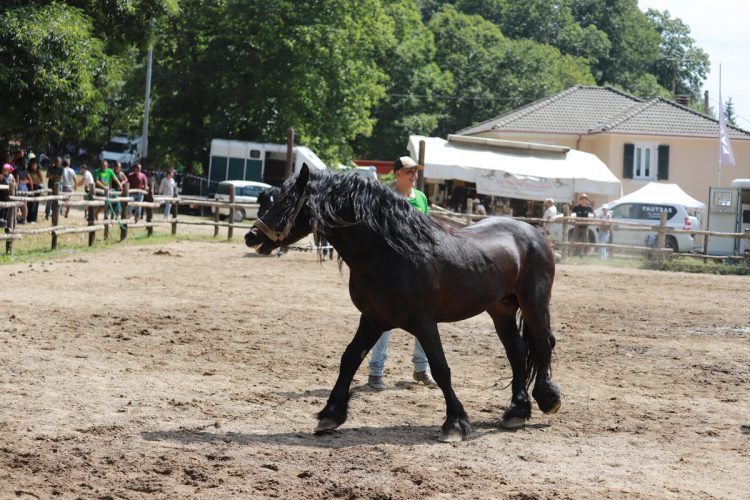 Fiera-del-Cavallo-Bardigiano-Tradizioni-Eventi-Adelano-Zeri-Lunigiana12
