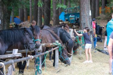 Fiera-del-Cavallo-Bardigiano-Tradizioni-Eventi-Adelano-Zeri-Lunigiana17