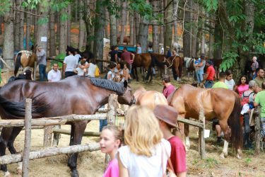 Fiera-del-Cavallo-Bardigiano-Tradizioni-Eventi-Adelano-Zeri-Lunigiana20