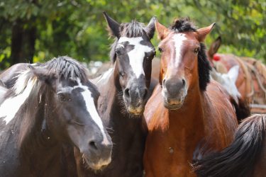 Fiera-del-Cavallo-Bardigiano-Tradizioni-Eventi-Adelano-Zeri-Lunigiana21