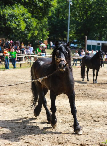 Fiera-del-Cavallo-Bardigiano-Tradizioni-Eventi-Adelano-Zeri-Lunigiana6