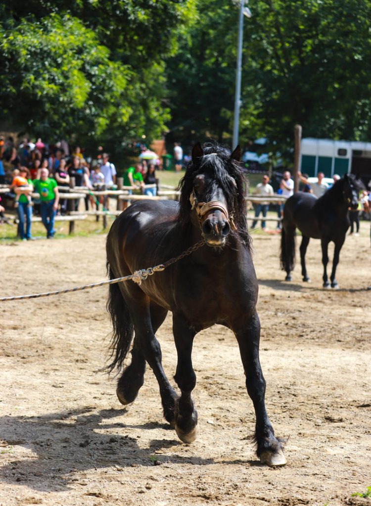 Fiera-del-Cavallo-Bardigiano-Tradizioni-Eventi-Adelano-Zeri-Lunigiana6