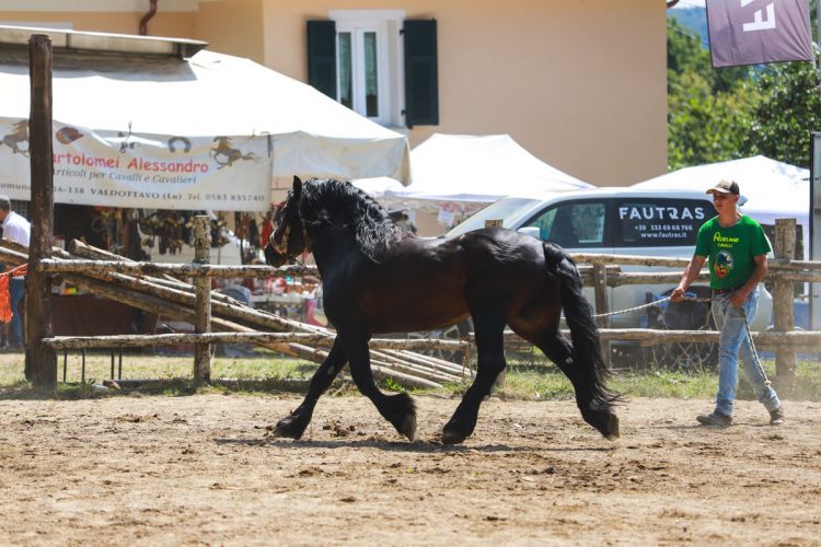 Fiera-del-Cavallo-Bardigiano-Tradizioni-Eventi-Adelano-Zeri-Lunigiana9