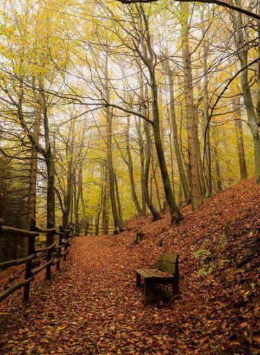 Foresta-del-Brattello-Passo-del-Brattello-Pontremoli-Cosa-Fare-Natura-Lunigiana-World_2021_12