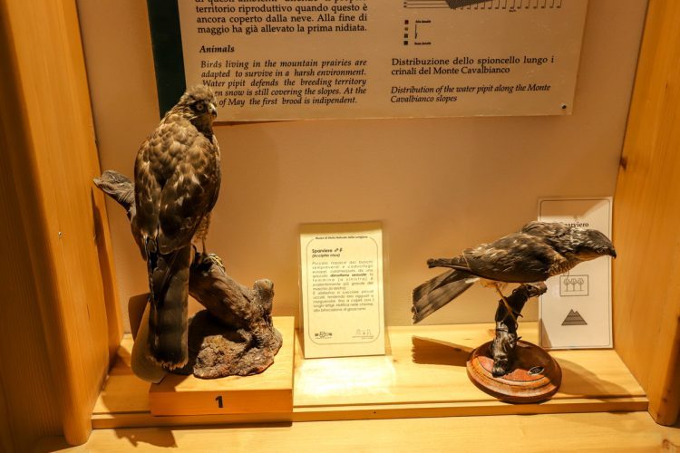 Museo-di-Storia-Naturale-della-Lunigiana-Fortezza-della-Brunella-Aulla-Cosa-Fare-Musei-Lunigiana-World_2021_11